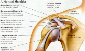 anatomie-van-de-schouder